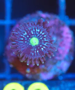 Wysiwyg Blue Constellation Zoa Frag [F69]