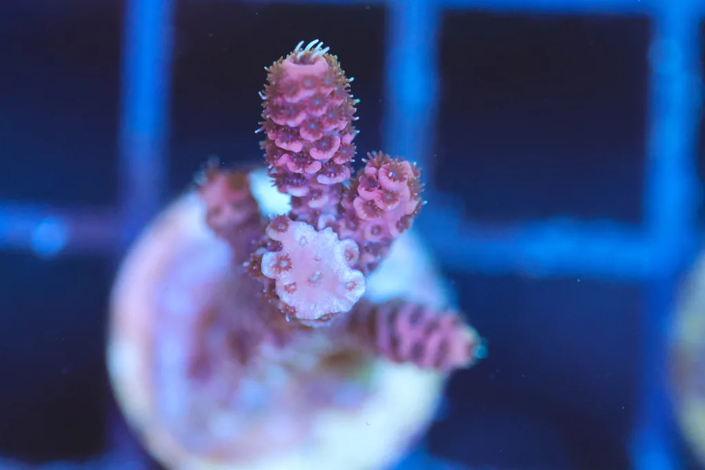 Frag Box Corals
