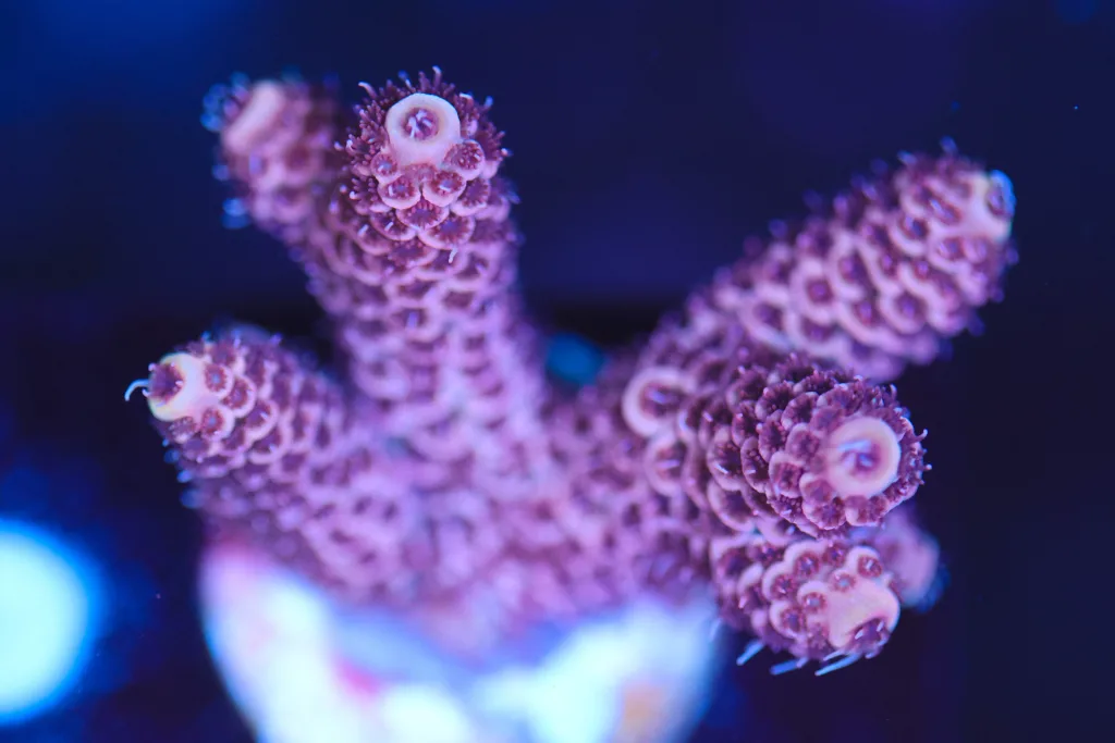 Frag Box Corals