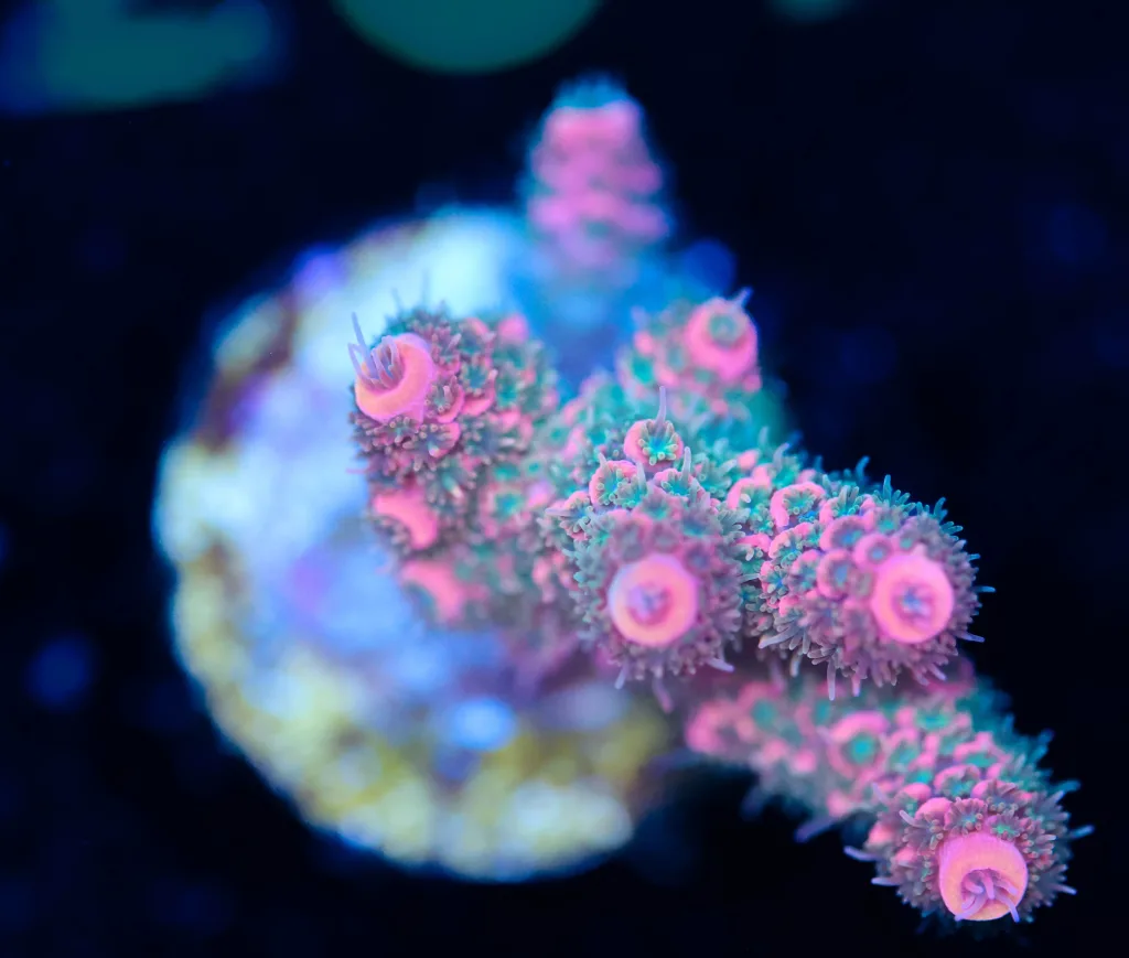 Frag Box Corals