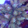 Wysiwyg LARGE Triple Treat Acropora Stump Colony (C105) *PICK UP ONLY NO EXCEPTIONS SORRY* **