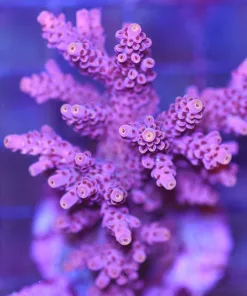 Wysiwyg Acropora Colony (C195 *PICK UP ONLY NO EXCEPTIONS SORRY* 50% off