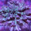 Wysiwyg XL Granulosa Acropora Colony *PICK UP ONLY NO EXCEPTIONS SORRY*
