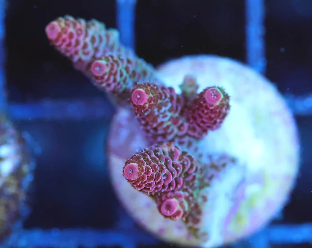 Frag Box Corals