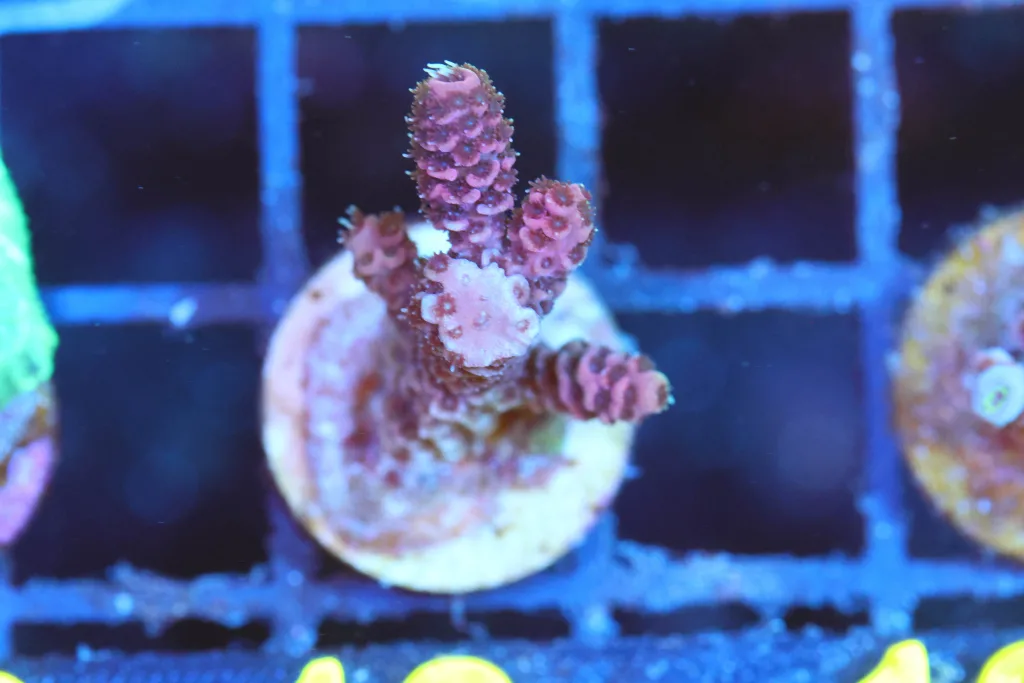 Frag Box Corals