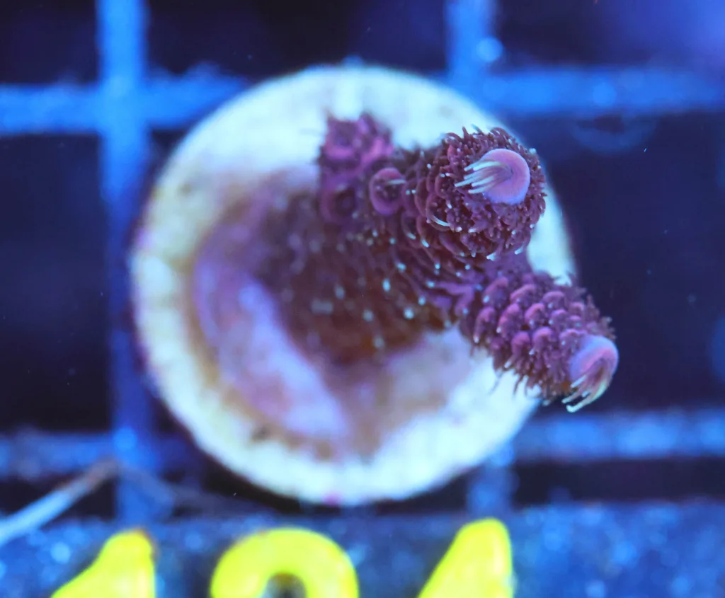 Frag Box Corals