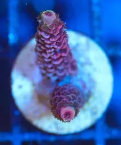 Wysiwyg Small Acropora Coral Frag [F125]