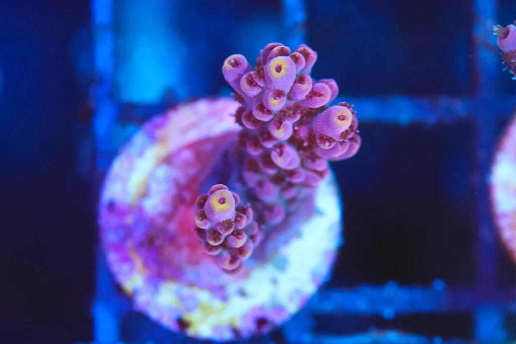 Frag Box Corals
