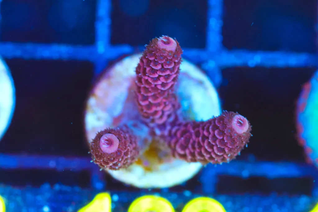 Frag Box Corals