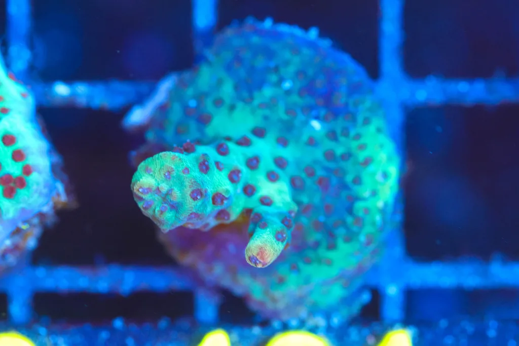 Frag Box Corals