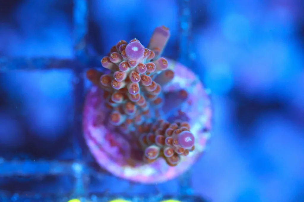 Frag Box Corals