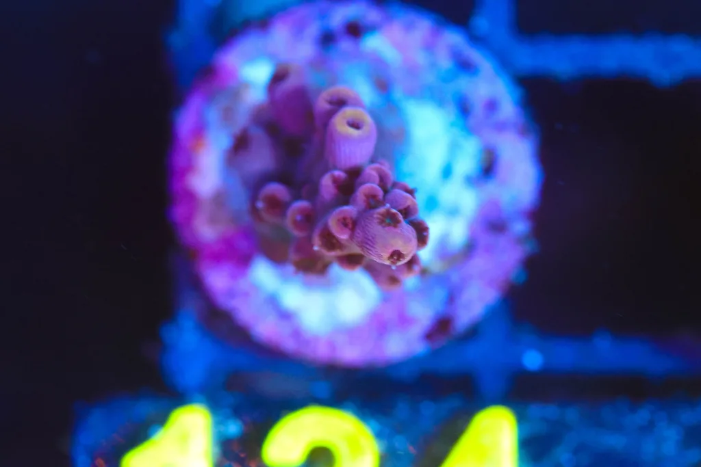 Frag Box Corals