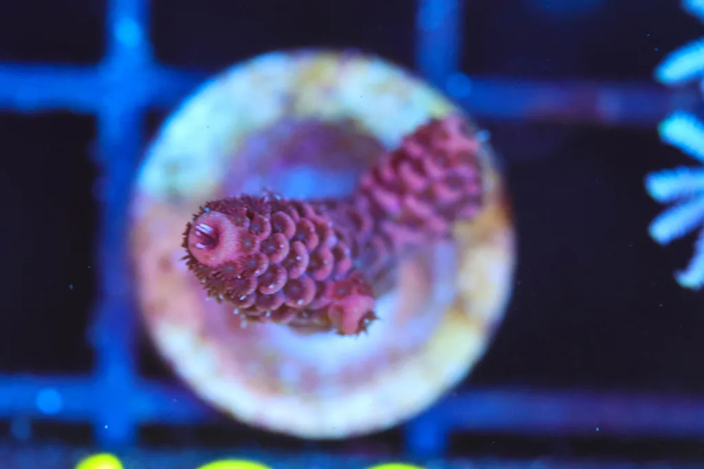 Frag Box Corals