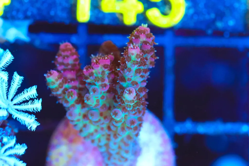 Frag Box Corals