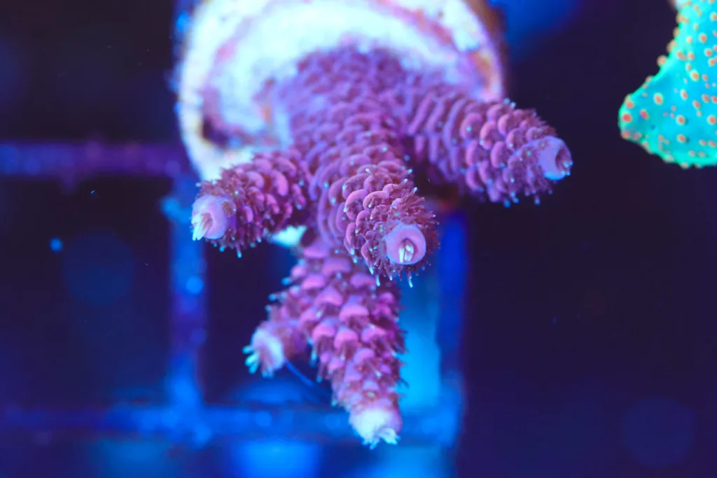 Frag Box Corals