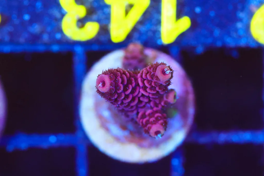 Frag Box Corals