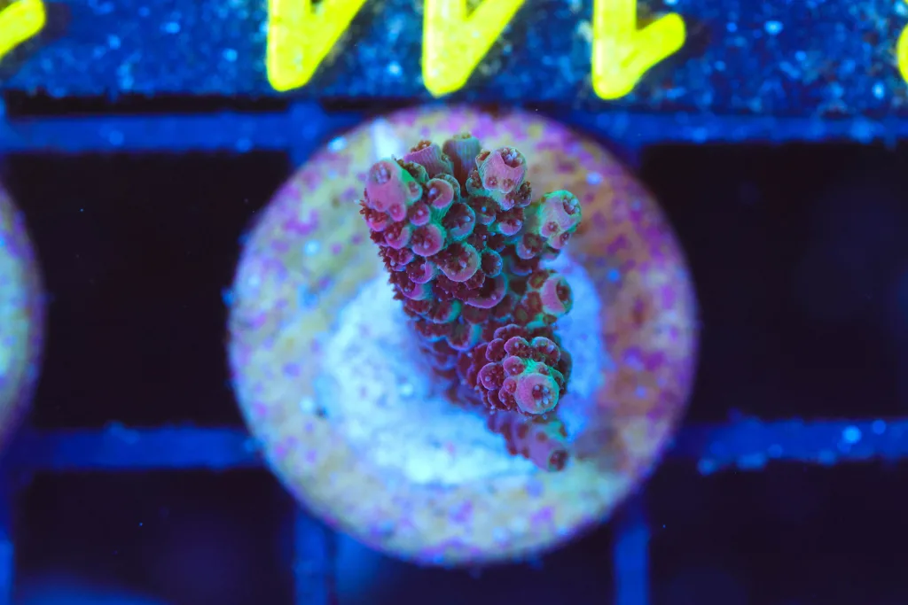 Frag Box Corals