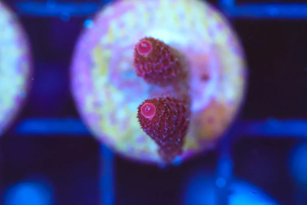 Frag Box Corals