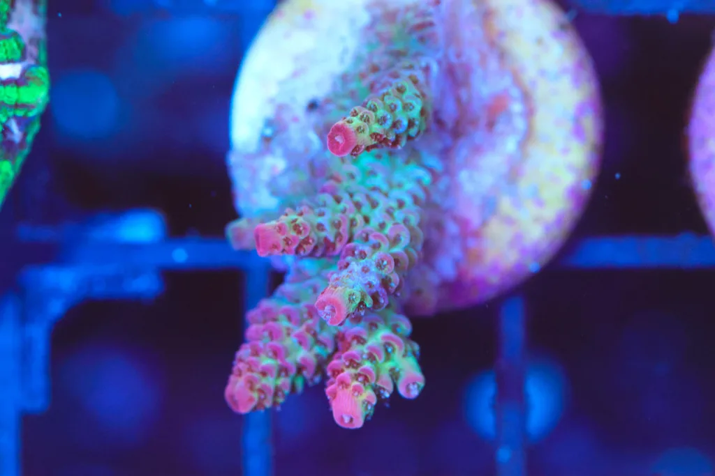 Frag Box Corals