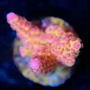 Wysiwyg Ragnarock Acropora Frag [F175]