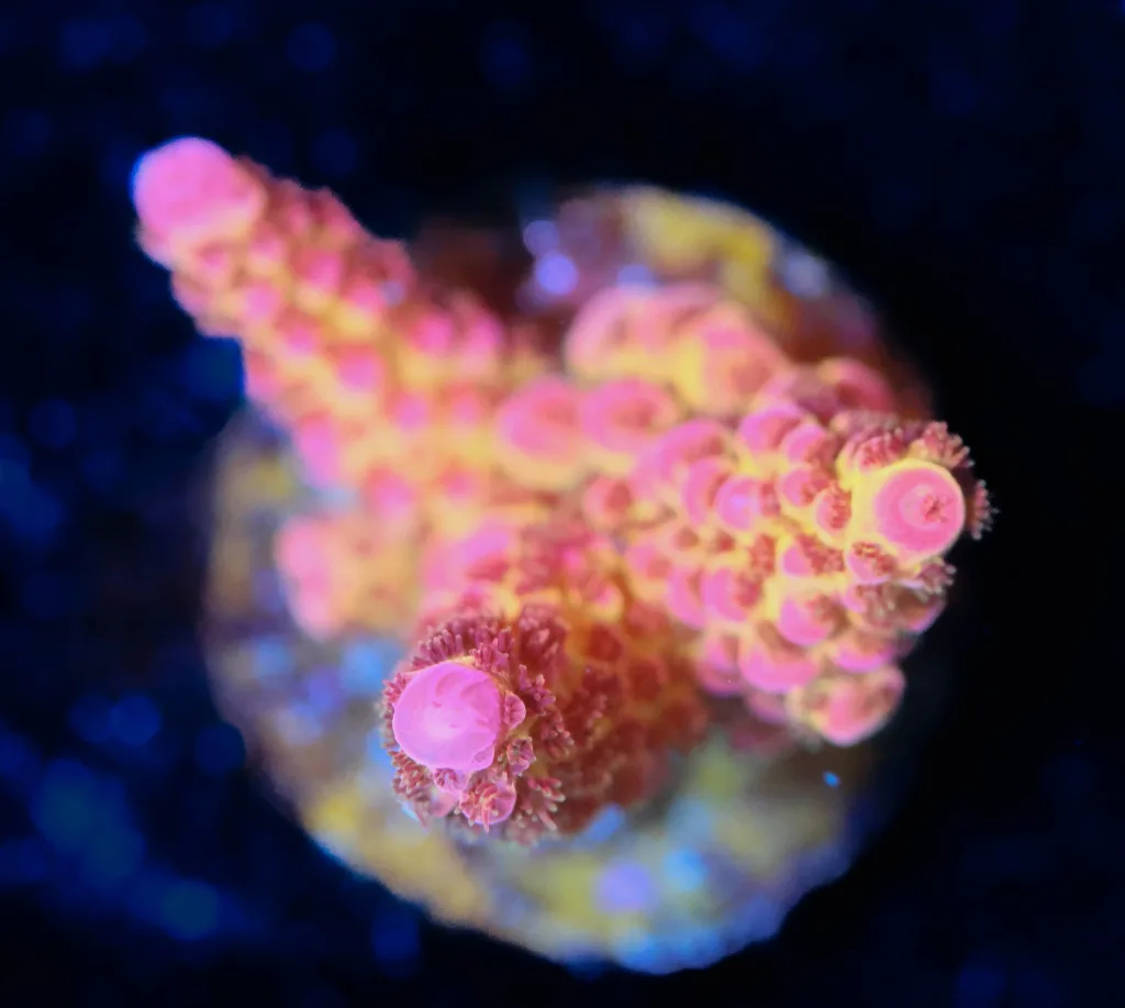 Frag Box Corals