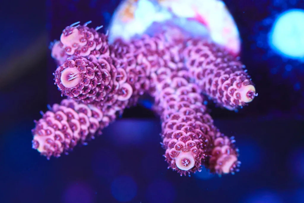 Frag Box Corals
