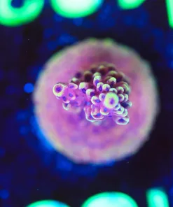 Wysiwyg RR Pink Cadillac Acropora Frag [F183]
