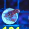 Wysiwyg Small Acopora Frag [F101]