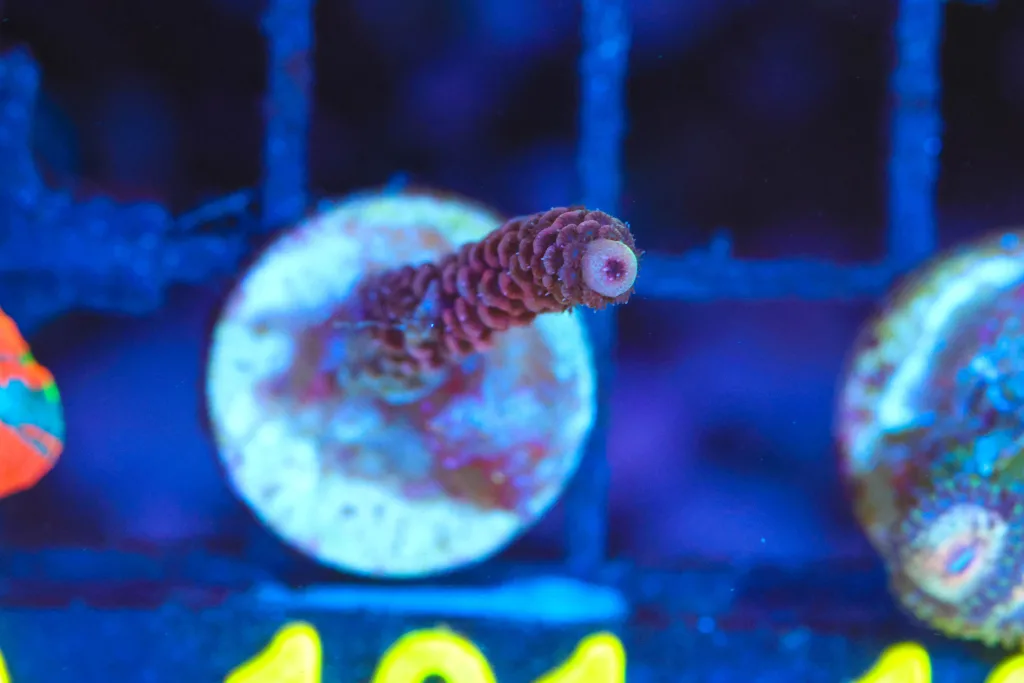 Frag Box Corals