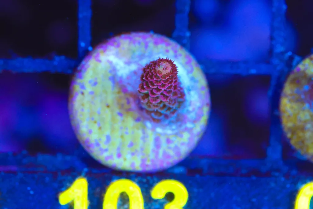 Frag Box Corals