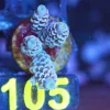 Wysiwyg Acropora Frag [F105]