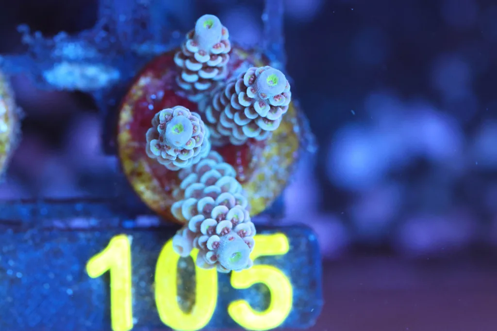 Frag Box Corals