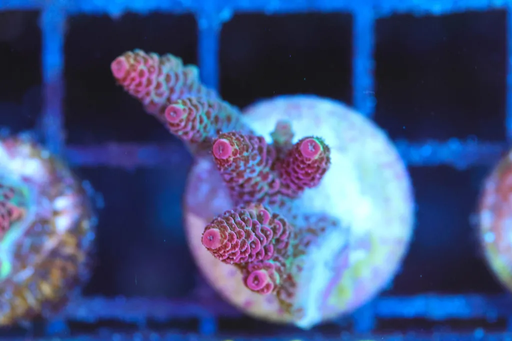 Frag Box Corals