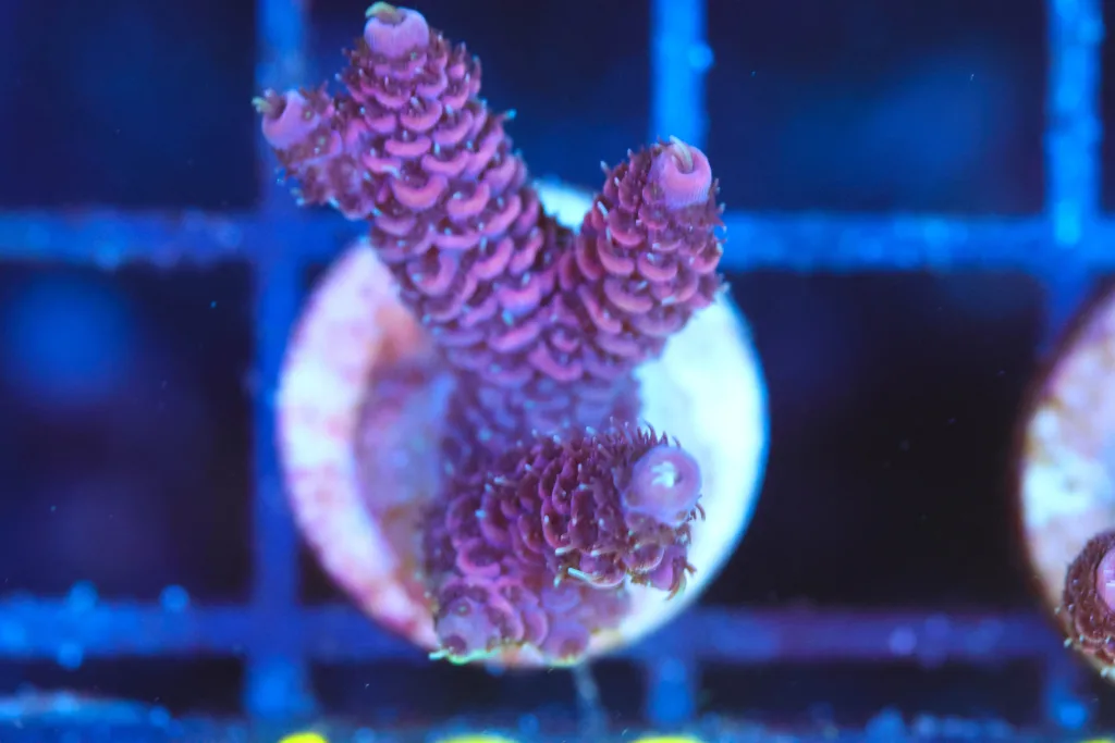 Frag Box Corals