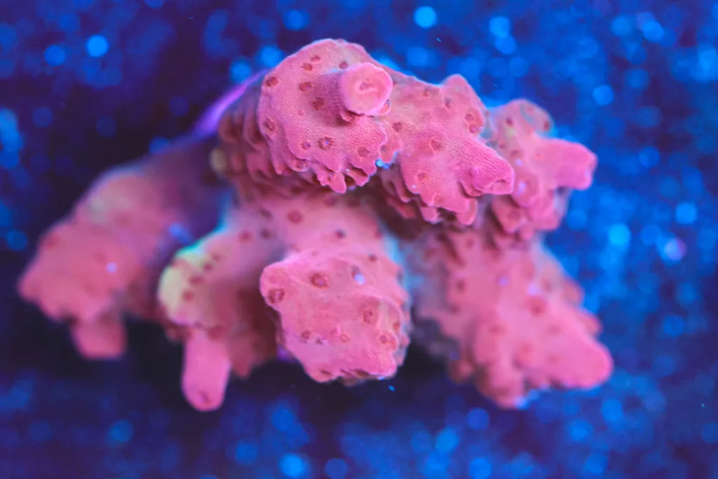 Frag Box Corals