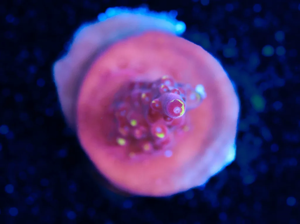 Frag Box Corals
