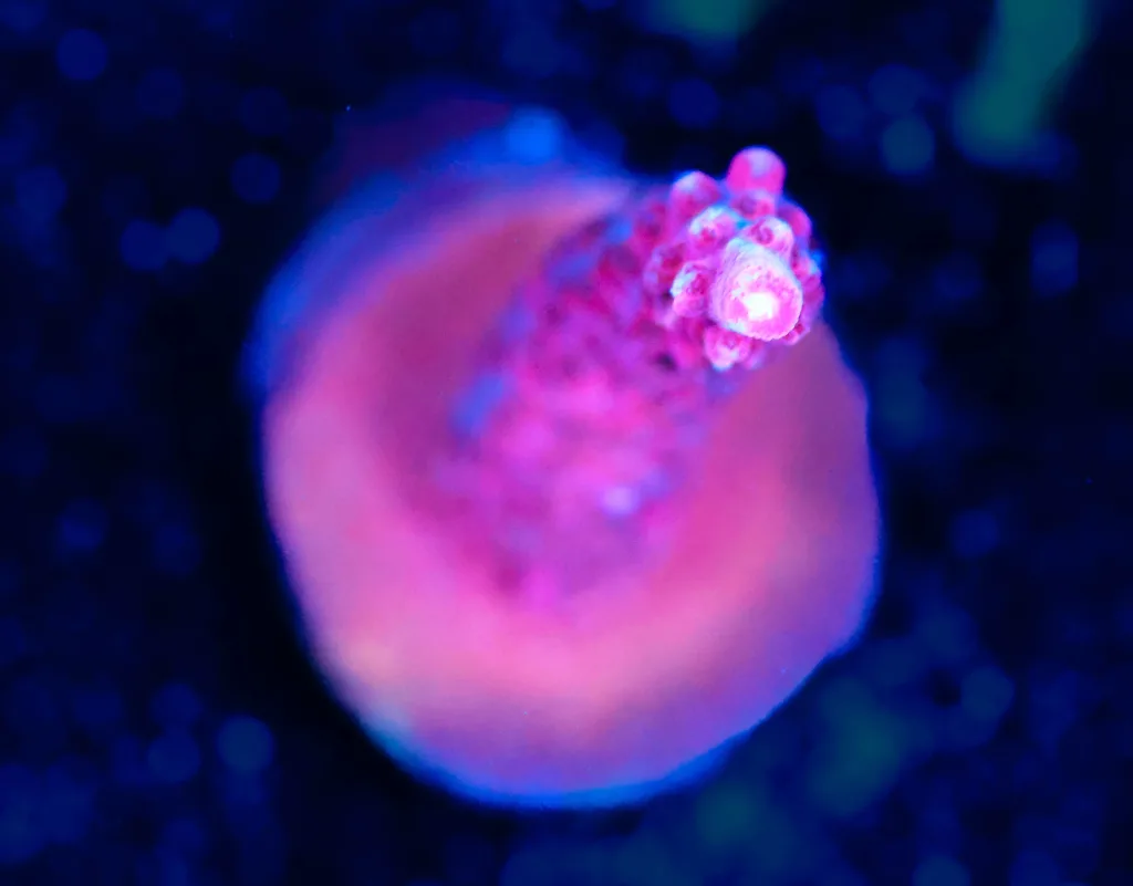 Frag Box Corals