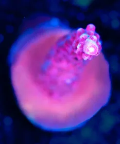 Wysiwyg RR Red Diablo Red Staghorn  Acropora Frag [F166]  *Early Black Friday Sale save 50%!*