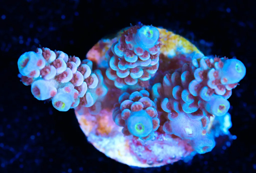 Frag Box Corals