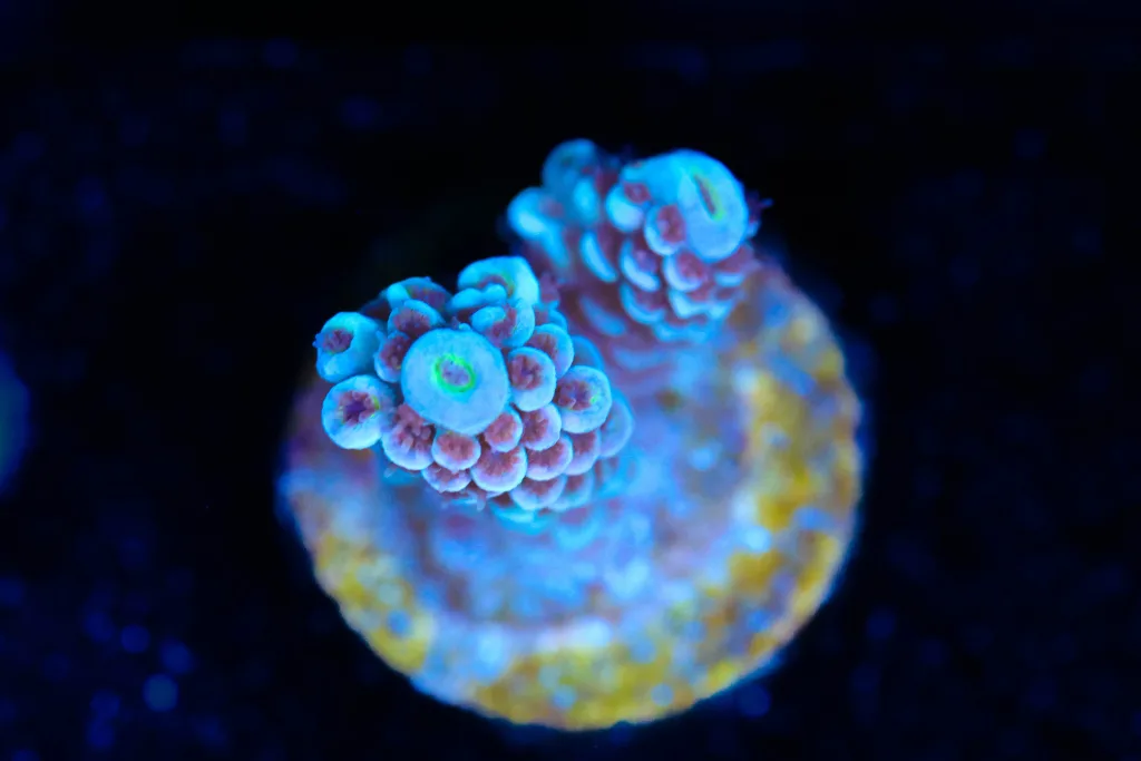 Frag Box Corals