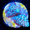 Wysiwyg Acropora Frag [F191]