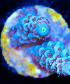 Wysiwyg Acropora Frag [F191]
