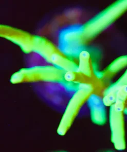 Wysiwyg Acropora Lokani Frag  [F211] *free shipipng ! Minimum $249 livestock spend*