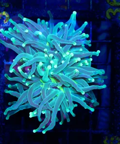 Wysiwyg Large Avocado Torch  (C26)  save 50% !