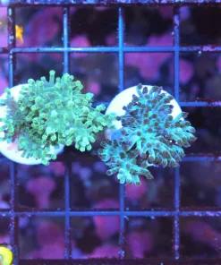 Wysiwyg 2 for 1 ! Green + Blue Kenya Tree (C53) *save 50%*