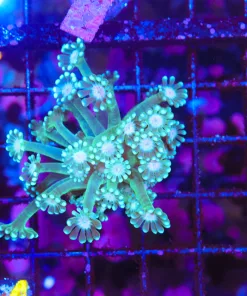 Wyswiyg White Mouth Green Daisy Flowerpot (C54) *save 50%!*