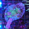 C55 Wysiwyg Acropora Stump * FREE with live stock purchase * Pick up only – no exceptions * 1 free stump per customer