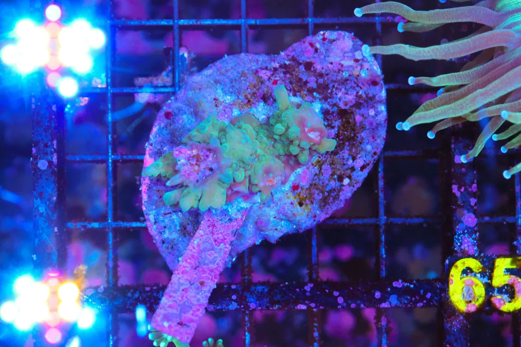 Frag Box Corals