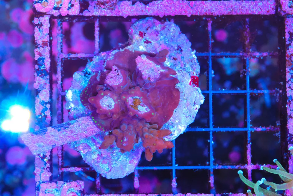 Frag Box Corals