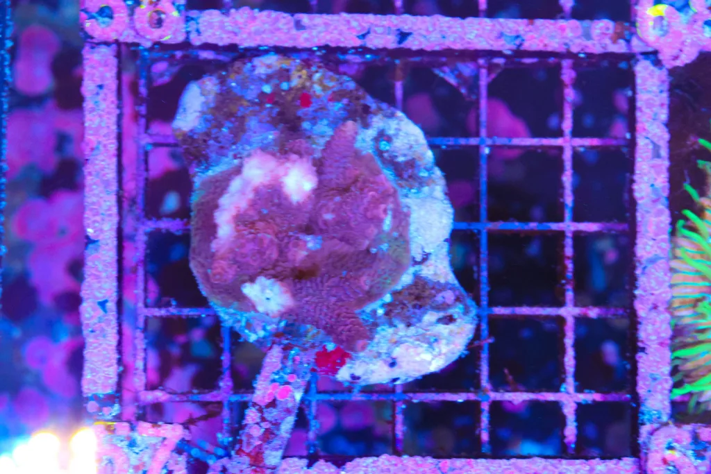 Frag Box Corals